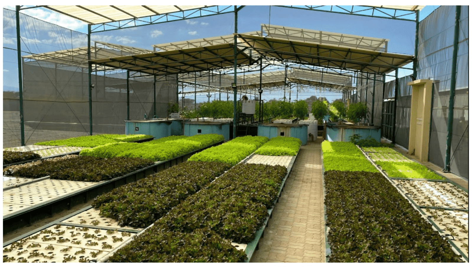 Agri-Tech Adoption in UAE