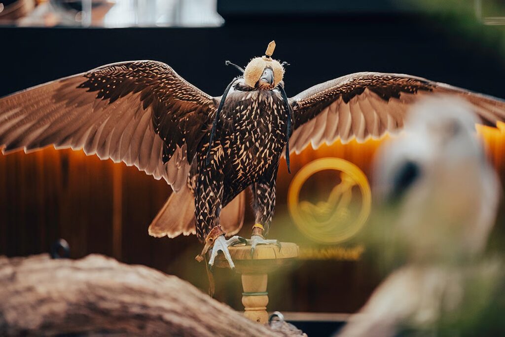 ADIHEX 2025 falconry legacy