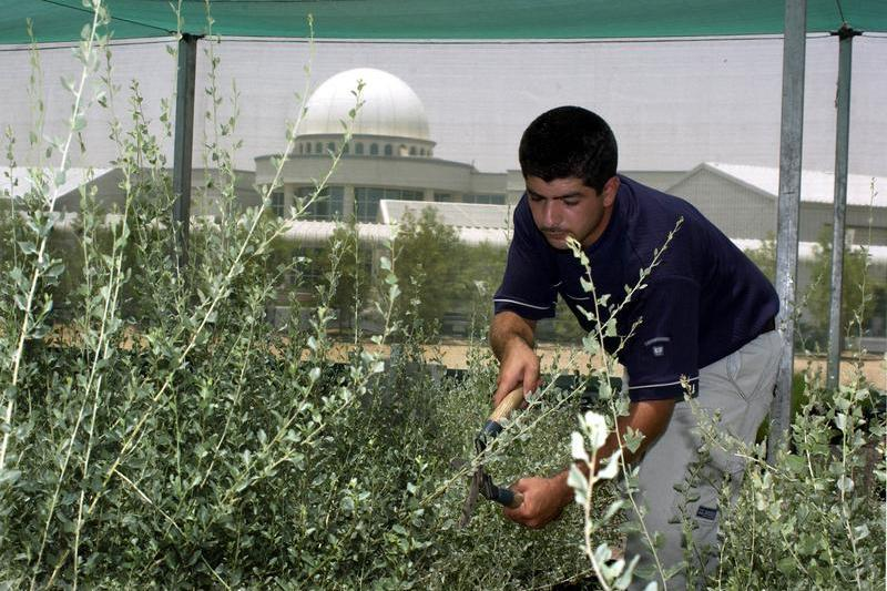 Abu Dhabi AI soil salinity