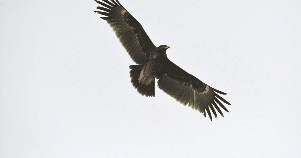 Endangered eagle UAE Red List Sharjah