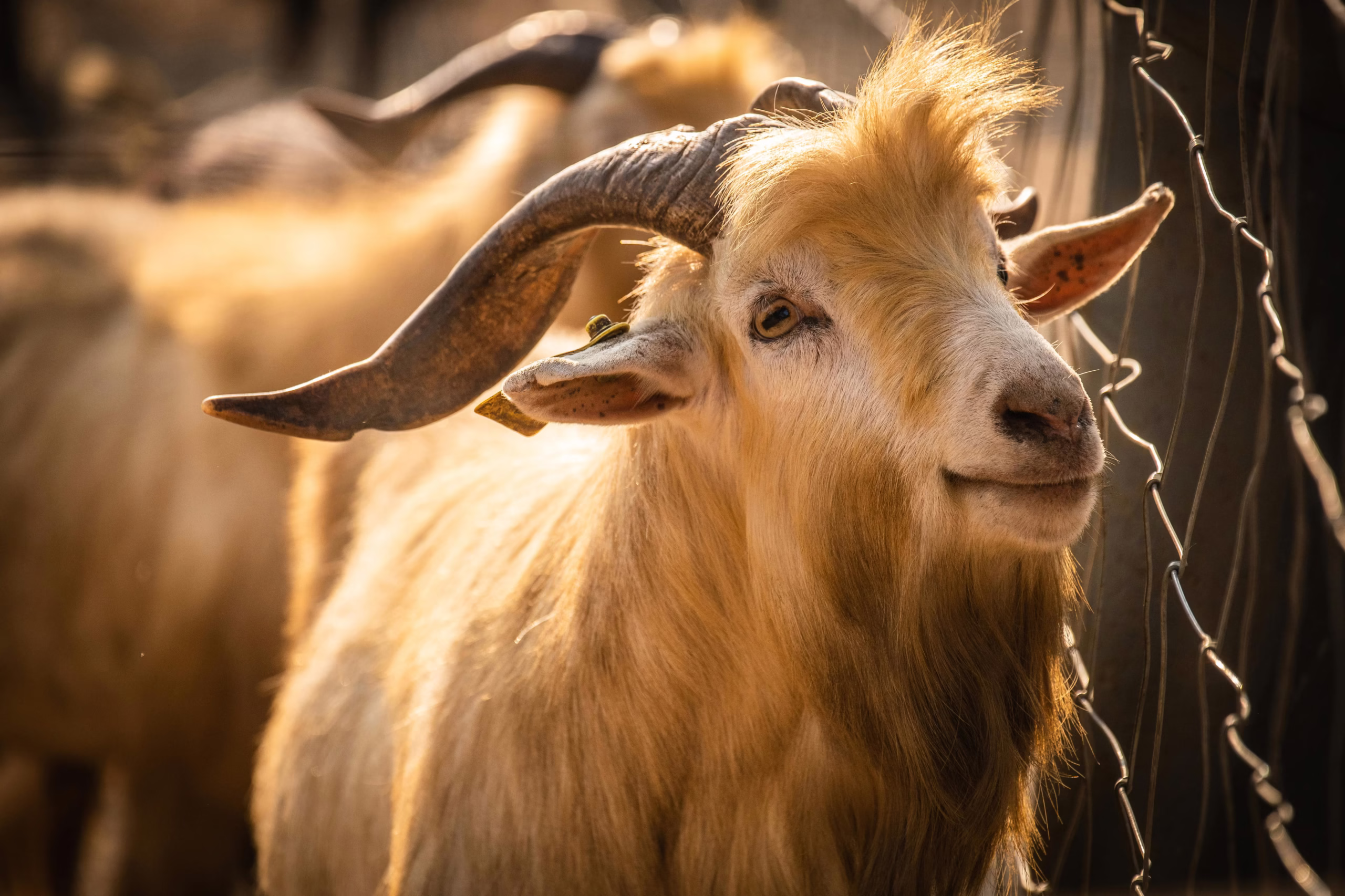 Online Qurbani in UAE