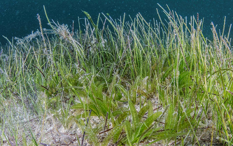 Seagrass Restoration Program