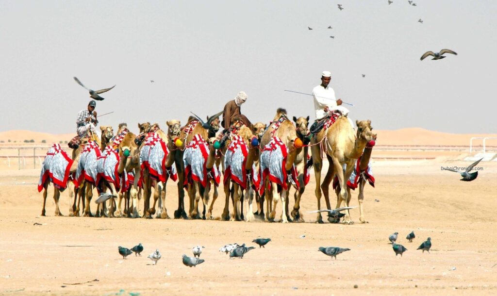 Dhafra Camel Racing Festival