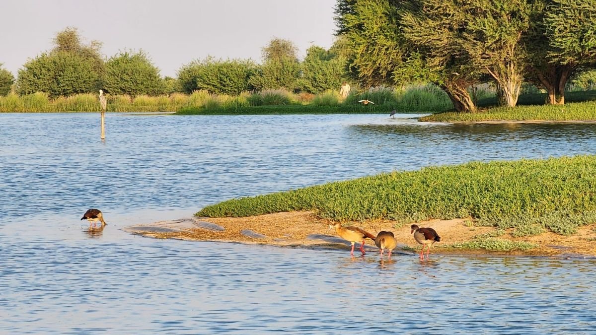Al Qudra Duck and Swan Lake