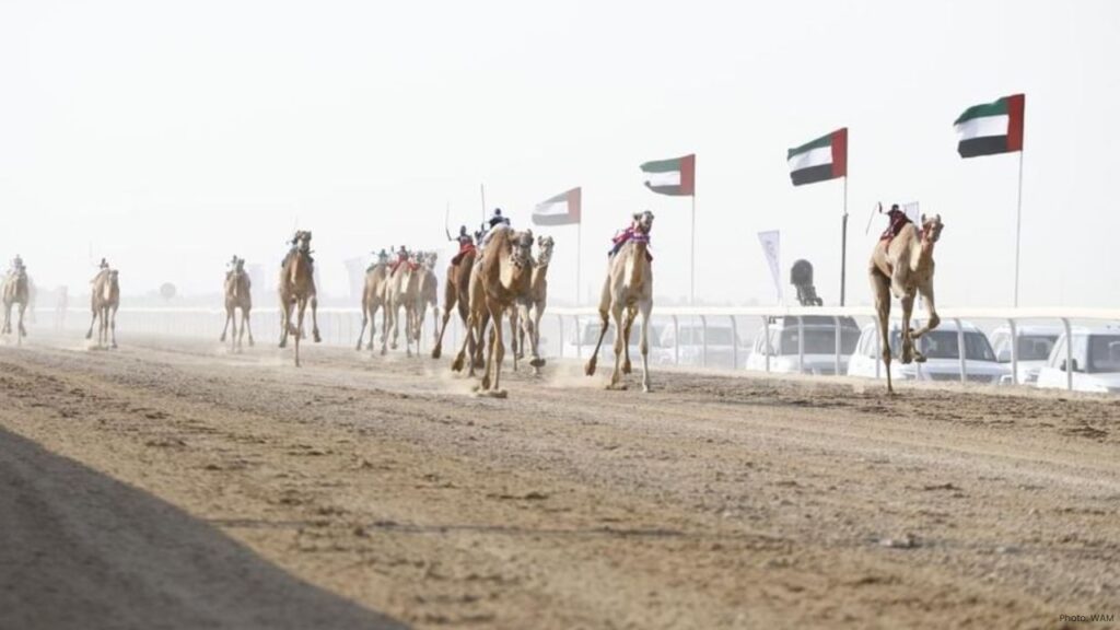 Dhafra Camel Racing Festival
