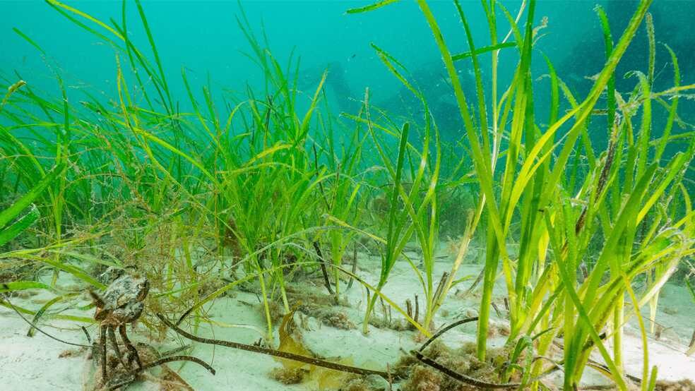 Seagrass Restoration Program