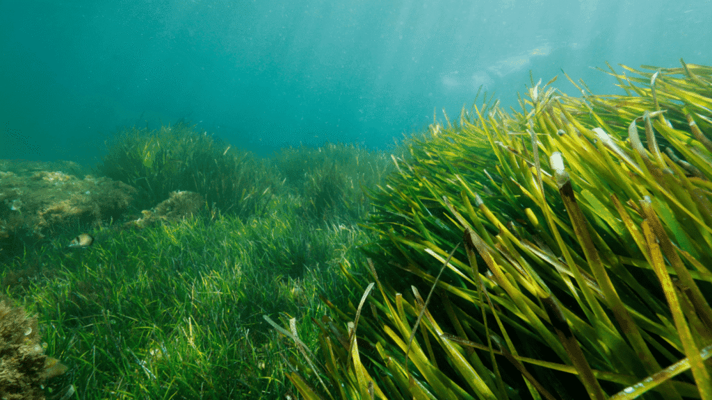 Seagrass Restoration Program