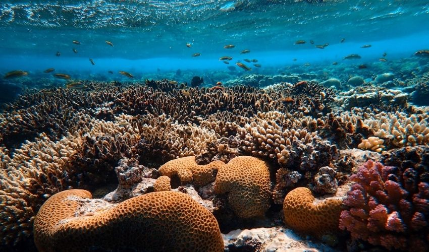 Abu Dhabi 3D-printed coral reefs