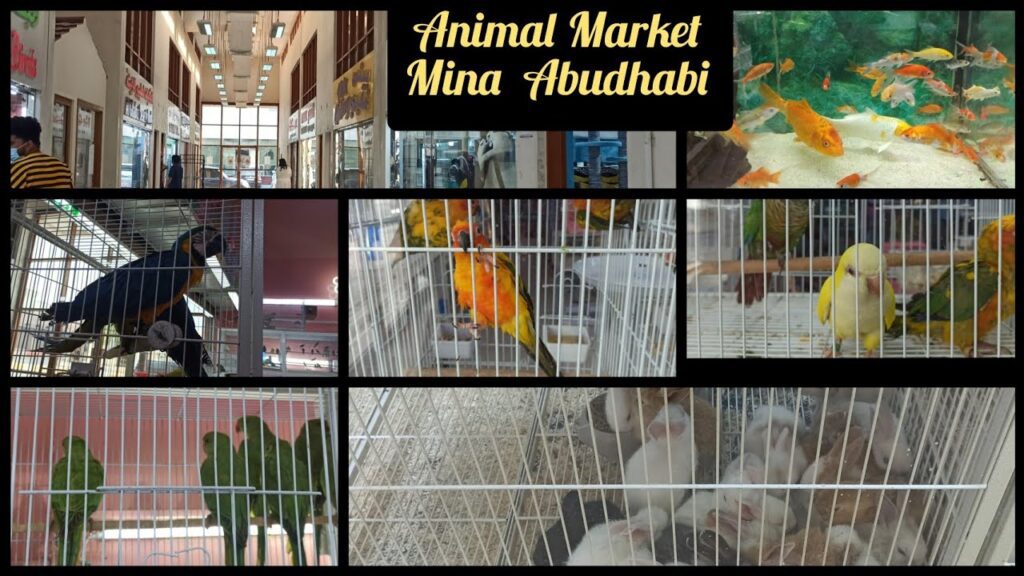 Abu Dhabi Animal Market Mina Animal Market
