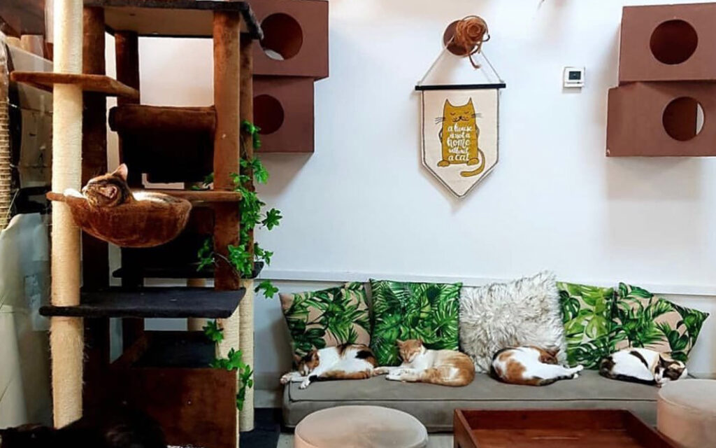 Ailuromania Cat Cafe