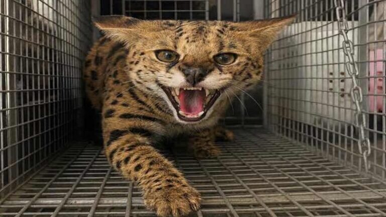 Dubai dangerous animal warning