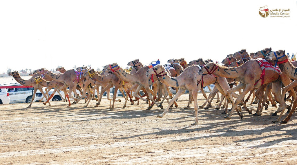 Camel racing in Dubai