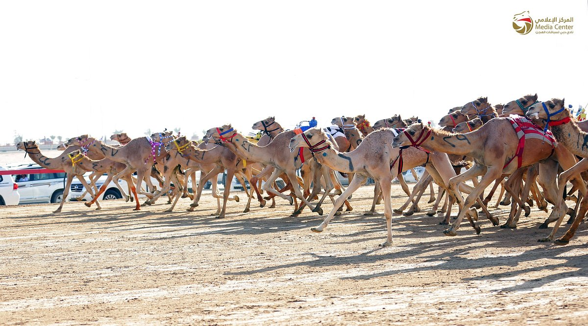 Camel racing in Dubai