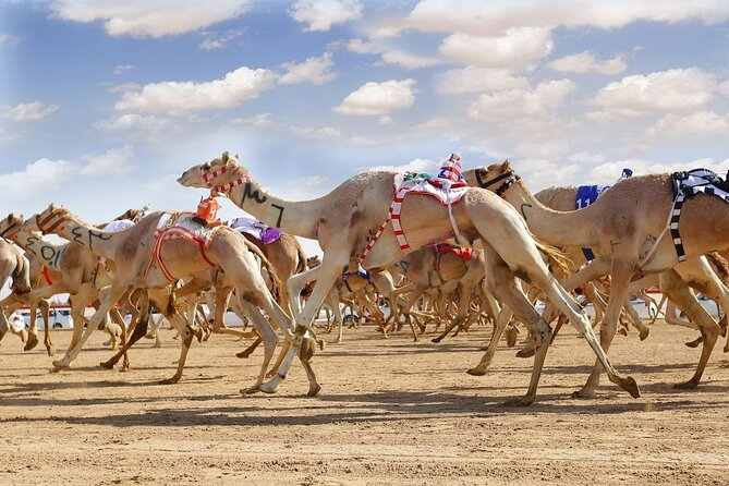 Camel racing in Dubai