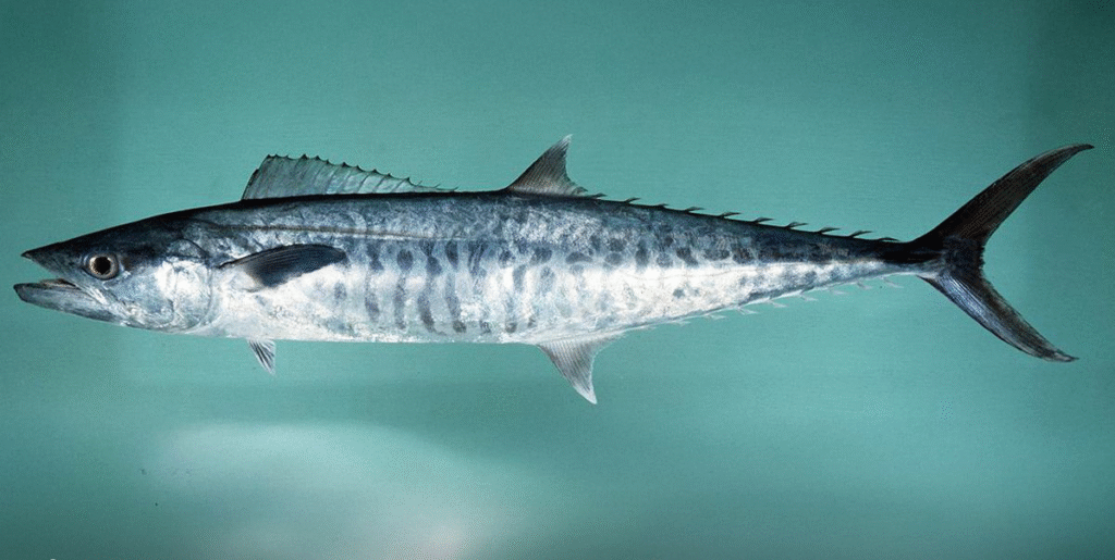 Kingfish second spawning season