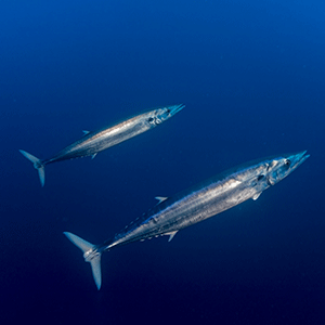 Kingfish second spawning season