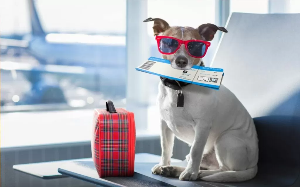 Pet Relocation Documents UAE