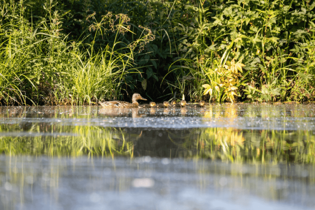 Warsan Wildlife Ponds