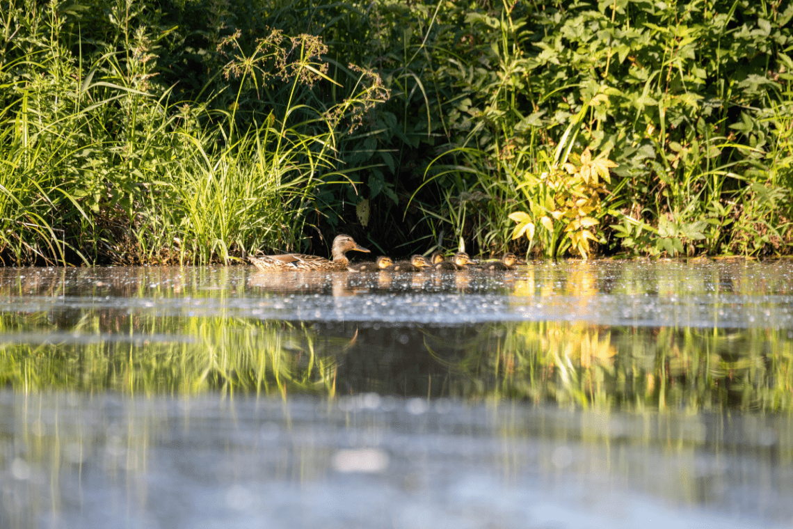 Warsan Wildlife Ponds
