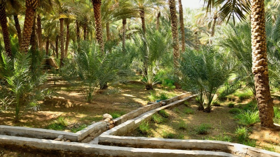 Al Ain Oasis