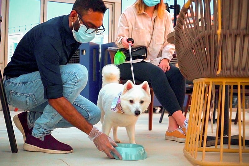 pet friendly places dubai