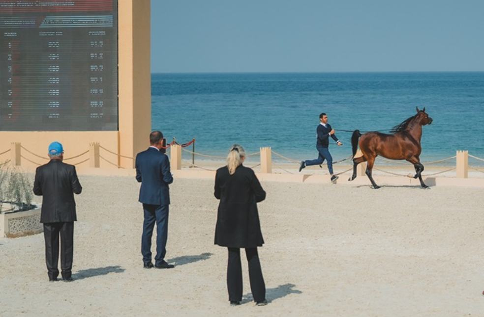 Abu Dhabi International Arabian Horse Championship