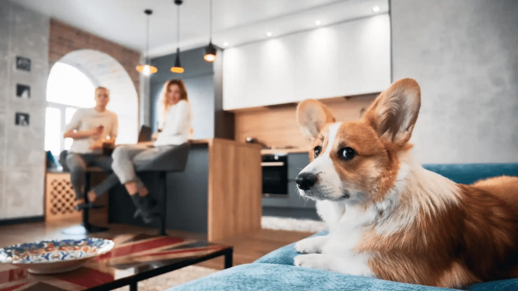 Pet Ownership Rules in Abu Dhabi Apartments