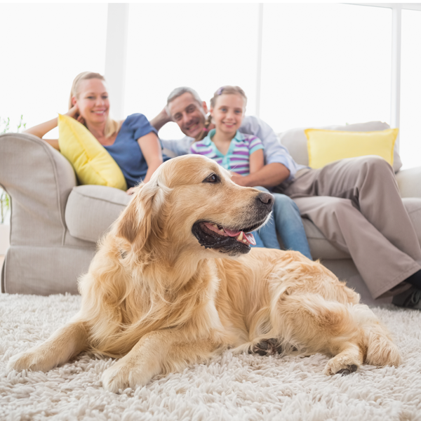 Pet Ownership Rules in Abu Dhabi Apartments