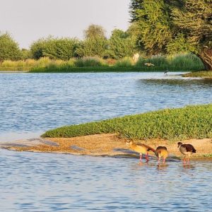 Al Qudra Duck and Swan Lake Al Qudra Duck and Swan Lake