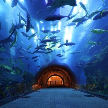 Dubai Aquarium and Underwater Zoo
