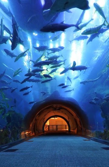 Dubai Aquarium and Underwater Zoo