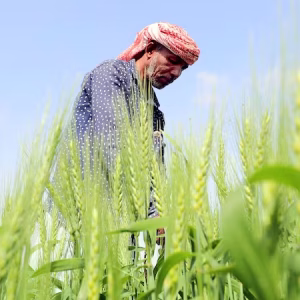 Local Farmers