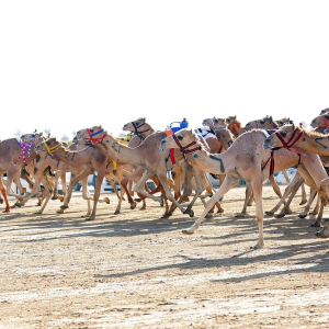 Camel racing in Dubai