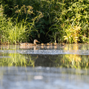 Warsan Wildlife Ponds