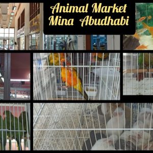 Abu Dhabi Animal Market Mina Animal Market Abu Dhabi Animal Market Mina Animal Market