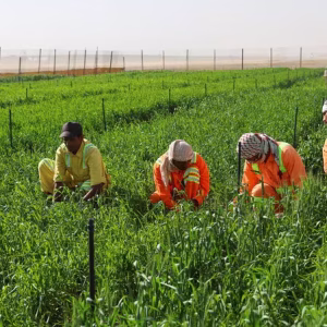 Global Food Security