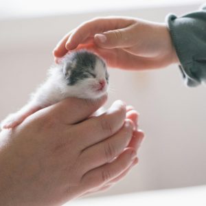 Newborn Kitten Care